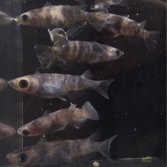 ⭐️和墨⭐️メダカ　3ペアの画像