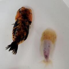 金魚 ドラゴンスケールランチュウ×江戸錦 の黒仔 これから色変わり 1匹 200円 最低5匹からお願い致します。  写真2枚目♂親  3枚目♀。 きんぎょ メダカ ビオトープ 水槽 水草の画像