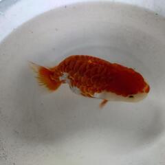 金魚 ドラゴンスケールランチュウ×江戸錦 の黒仔 これから色変わり 1匹 200円 最低5匹からお願い致します。  写真2枚目♂親  3枚目♀。 きんぎょ メダカ ビオトープ 水槽 水草の画像