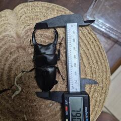 オオクワガタペア4の画像
