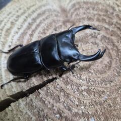 オオクワガタペア4の画像