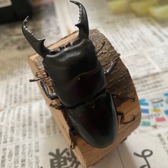 本土ヒラタクワガタ　ペア⑥ ♂69mmの画像