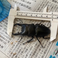本土ヒラタクワガタ　ペア⑥ ♂69mmの画像