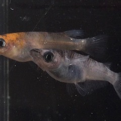 ⭐️和墨三色⭐️メダカ　1ペアの画像