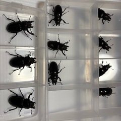特大63mm～ ミヤマクワガタ WD ♂♀ペア 宮城県産の画像