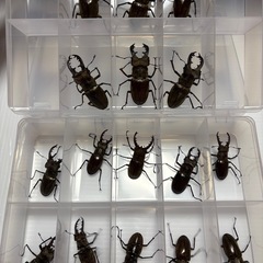 特大63mm～ ミヤマクワガタ WD ♂♀ペア 宮城県産の画像