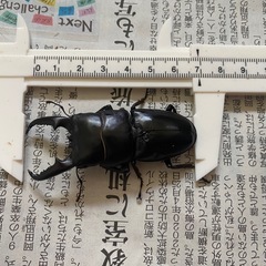 本土ヒラタクワガタ　ペア⑦ ♂69mmの画像