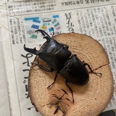 本土ヒラタクワガタ　ペア⑦ ♂69mmの画像