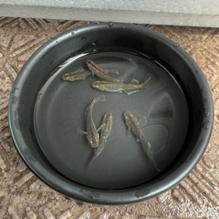 🌸豪華4点セット🌸人気メダカ フロマージュ30匹（針子〜幼魚）＆ミジンコ＆ゾウリムシ＆新品10Lバケツの画像