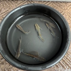 🌸豪華4点セット🌸人気メダカ フロマージュ30匹（針子〜幼魚）＆ミジンコ＆ゾウリムシ＆新品10Lバケツの画像