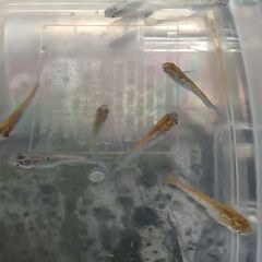メダカ　　　天界 × 掛け合わせ Ａの画像