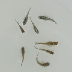 メダカ　　　天界 × 掛け合わせ Ａの画像