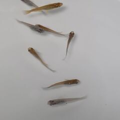 メダカ　　　天界 × 掛け合わせ Ａの画像