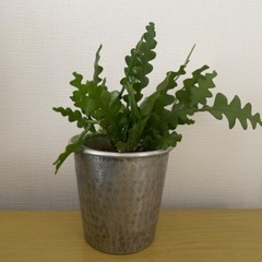 フィッシュボーンカクタス（エピフィラム)の苗の画像