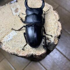 久留米産　オオクワガタ　♂の画像