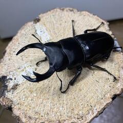 久留米産　オオクワガタ　♂の画像