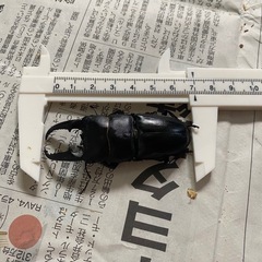 本土ヒラタクワガタ　ペア⑧ ♂69.5mmの画像