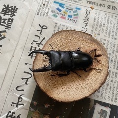 本土ヒラタクワガタ　ペア⑧ ♂69.5mmの画像