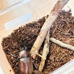 カブトムシ　オス　体長4cmの画像