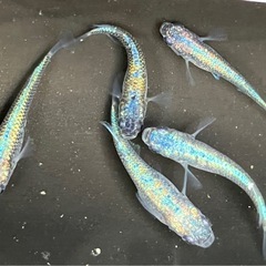 ネプチューン　メダカ　２ペア＋１の画像