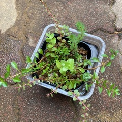 ポット植え水草7種
の画像