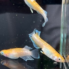 めだか　レッドクリフ紅白タイプ　2ペアの画像