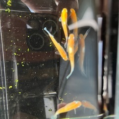 めだか　レッドクリフ紅白タイプ　2ペアの画像