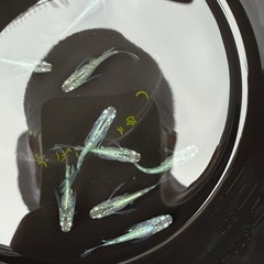 メダカ 緑光ﾘｱﾙﾛﾝｸﾞﾌｨﾝの画像