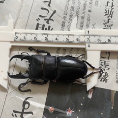 本土ヒラタクワガタ　ペア⑨ ♂69mmの画像