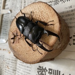 本土ヒラタクワガタ　ペア⑨ ♂69mmの画像