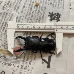 本土ヒラタクワガタ　ペア⑩ ♂69.5mmの画像