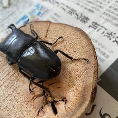 本土ヒラタクワガタ　ペア⑩ ♂69.5mmの画像