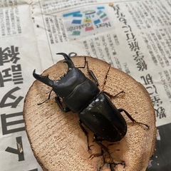 本土ヒラタクワガタ　ペア⑩ ♂69.5mmの画像