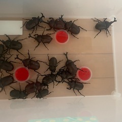 【お取引き中です】カブトムシ
１匹あたりの画像