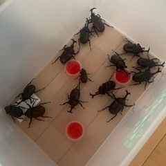 【お取引き中です】カブトムシ
１匹あたりの画像