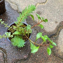ミニポット植え水草の画像