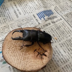 本土ヒラタクワガタ　ペア ♂71.5mmの画像