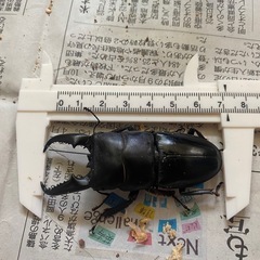 本土ヒラタクワガタ　ペア ♂71.5mmの画像