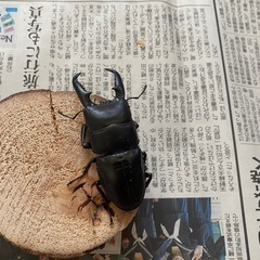 本土ヒラタクワガタ　ペア ♂71.5mmの画像