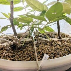 藤の盆栽の画像