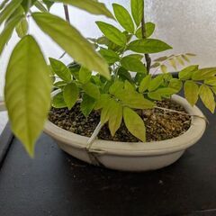 藤の盆栽の画像