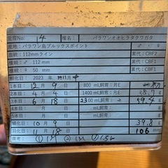 【成虫】 パラワンオオヒラタ 106mmペアの画像