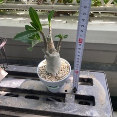 アデニウム オベスムの画像