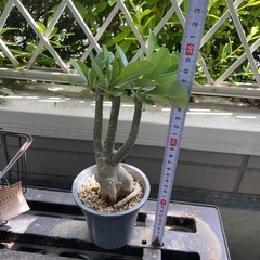 アデニウム オベスムの画像