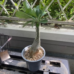 アデニウム オベスムの画像