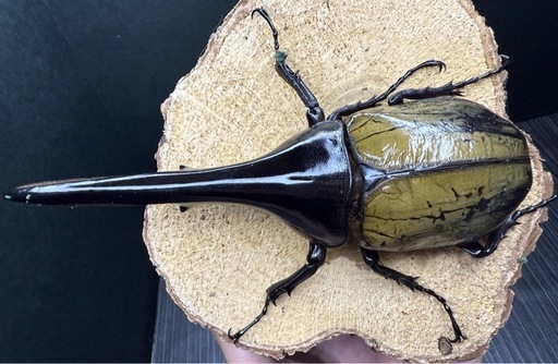 (売切れ)ヘラクレスオオカブト 成虫ペア ♂141.8mm×♀69mm