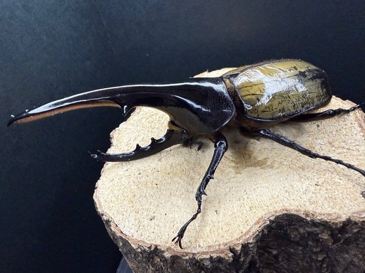 (売切れ)ヘラクレスオオカブト 成虫ペア ♂141.8mm×♀69mm