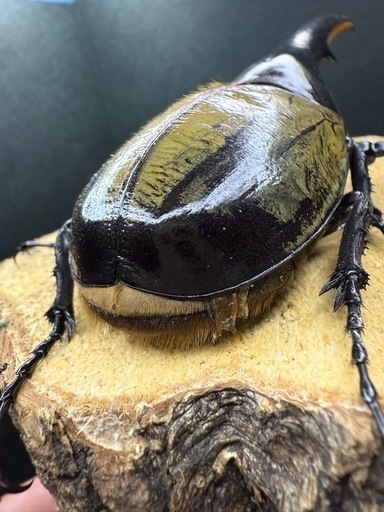 (売切れ)ヘラクレスオオカブト 成虫ペア ♂141.8mm×♀69mm