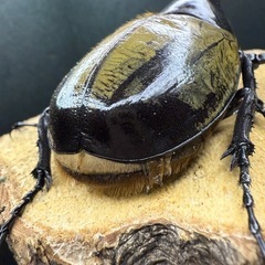 ヘラクレスオオカブト 成虫ペア ♂141.8mm×♀69mmの画像