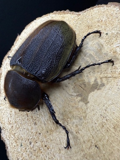 (売切れ)ヘラクレスオオカブト 成虫ペア ♂141.8mm×♀69mm